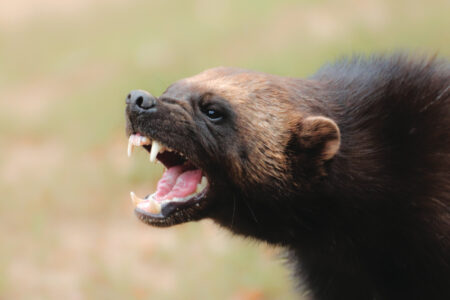 Portrait wild wolverine